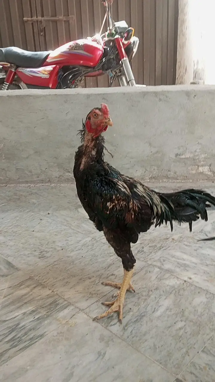 aseel phaty argent sale krny ha  all over jis ko cheay rabta kry — photo 7