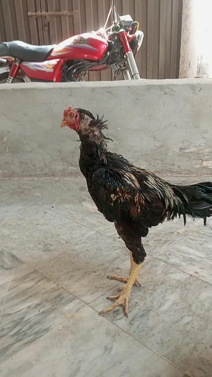 aseel phaty argent sale krny ha  all over jis ko cheay rabta kry — photo 8