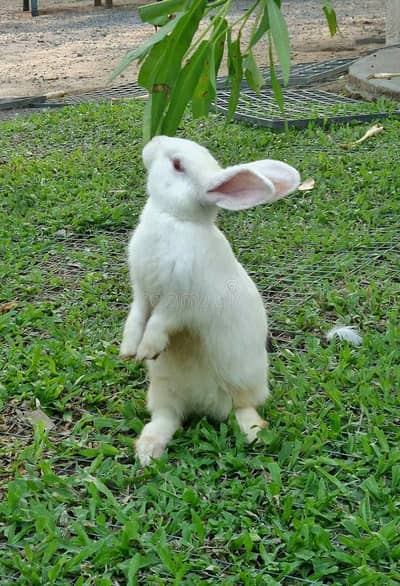 wieht rabbit in resenabel price