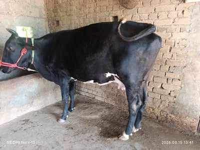 8kg doodh