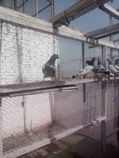 pigeons young age healthy and active pair taddy golden
