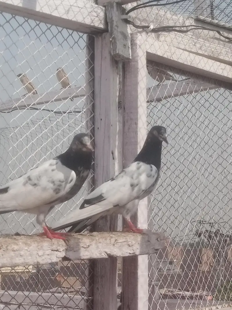 pigeons young age healthy and active pair taddy golden — photo 2