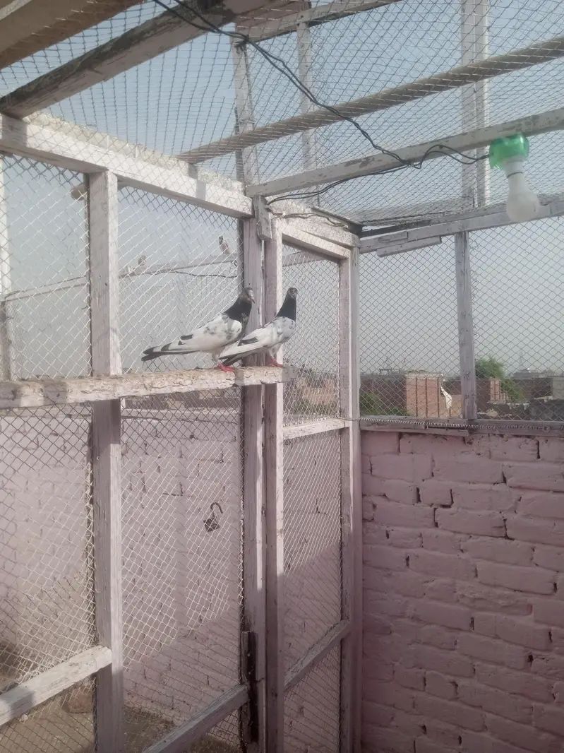 pigeons young age healthy and active pair taddy golden — photo 3