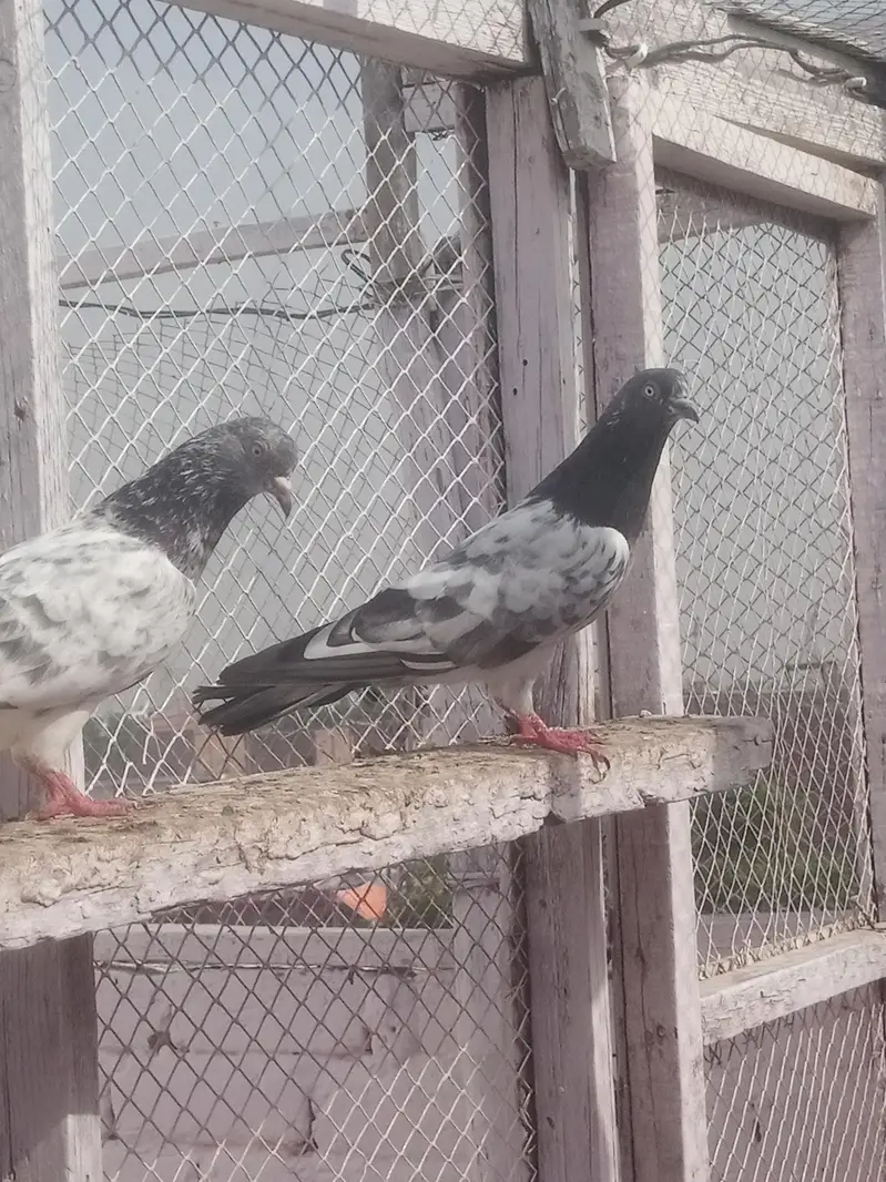 pigeons young age healthy and active pair taddy golden — photo 4