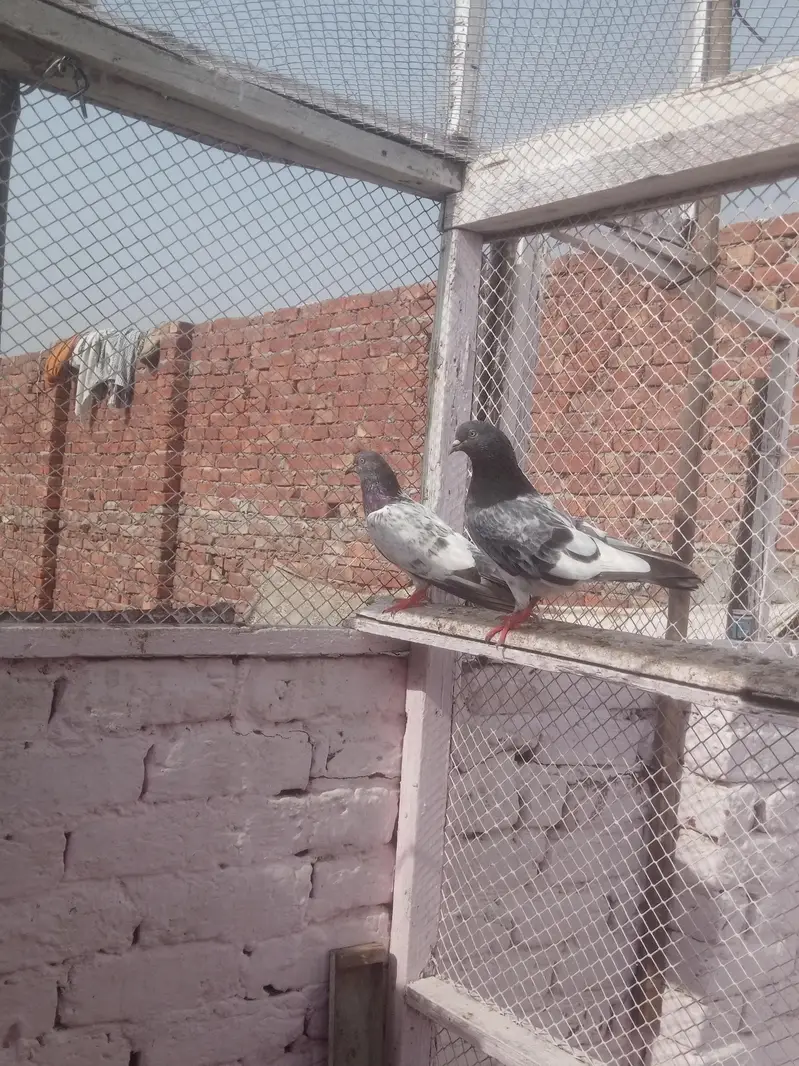 pigeons young age healthy and active pair taddy golden — photo 5