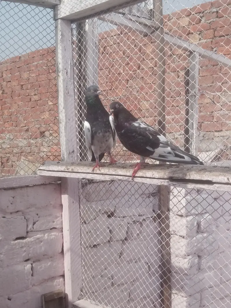 pigeons young age healthy and active pair taddy golden — photo 6