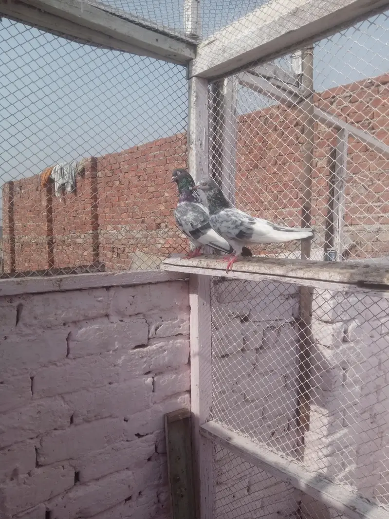 pigeons young age healthy and active pair taddy golden — photo 7
