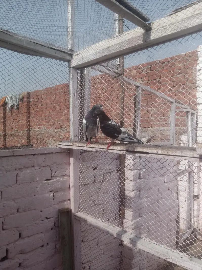 pigeons young age healthy and active pair taddy golden — photo 8