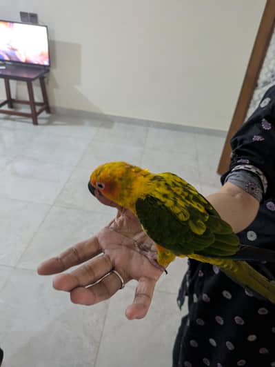 sun conure