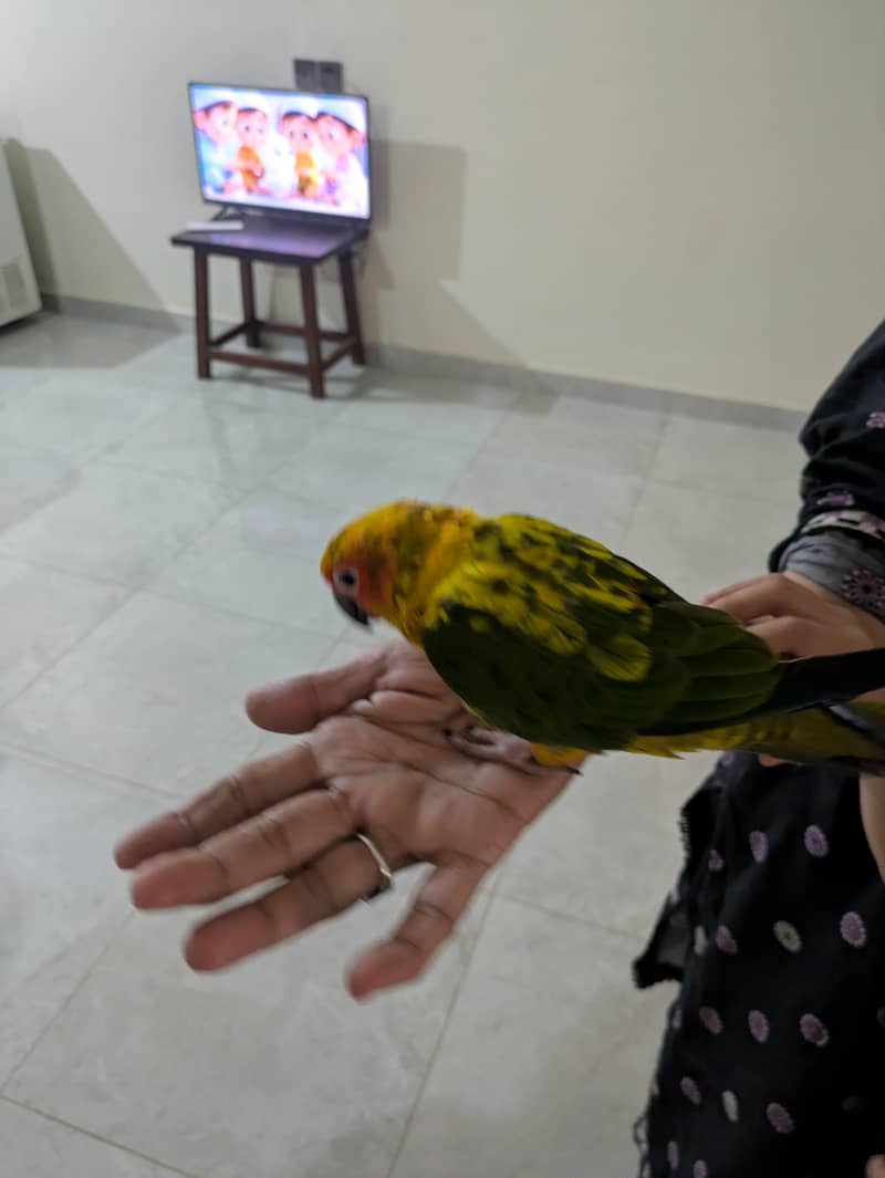 sun conure 1