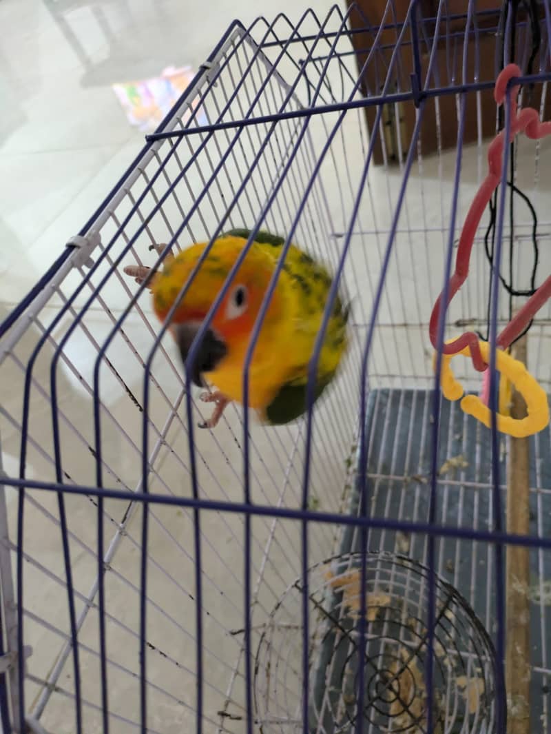 sun conure 2