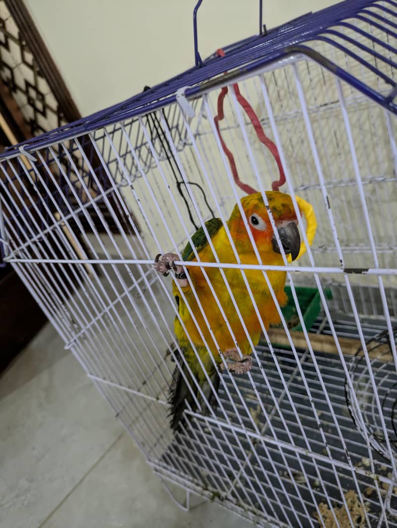 sun conure 3