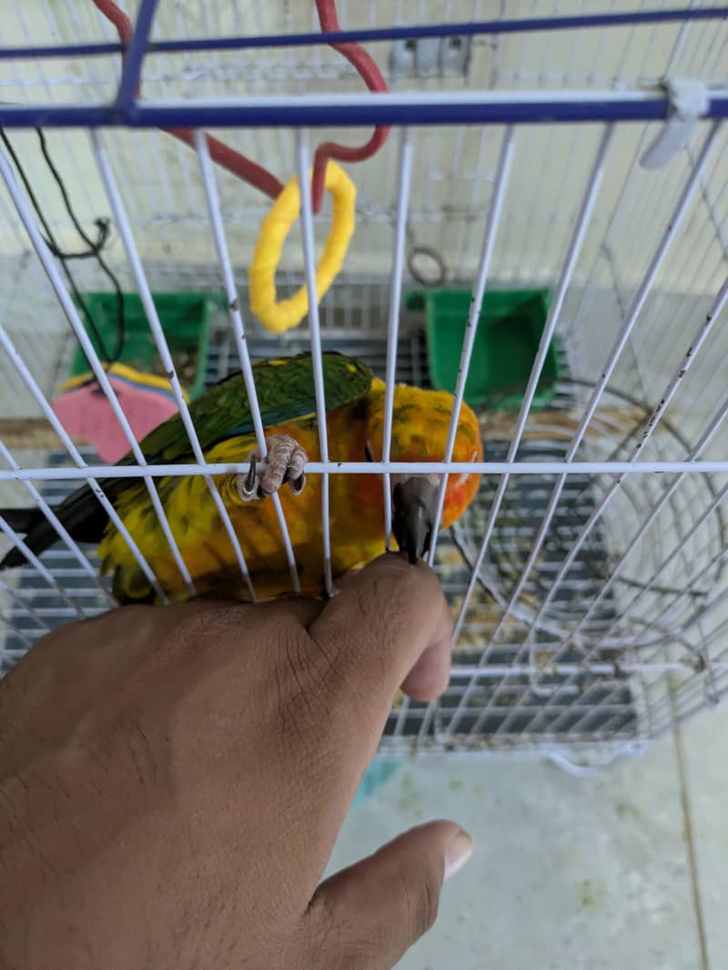 sun conure 4