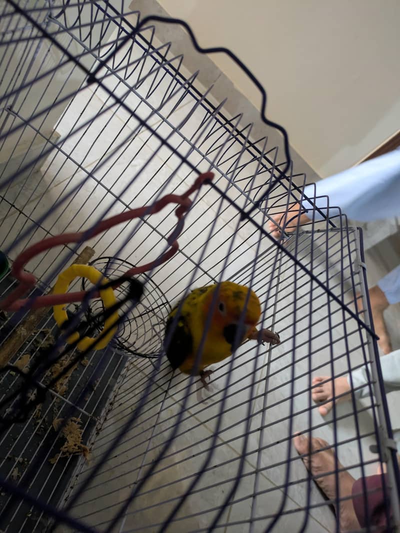 sun conure 5