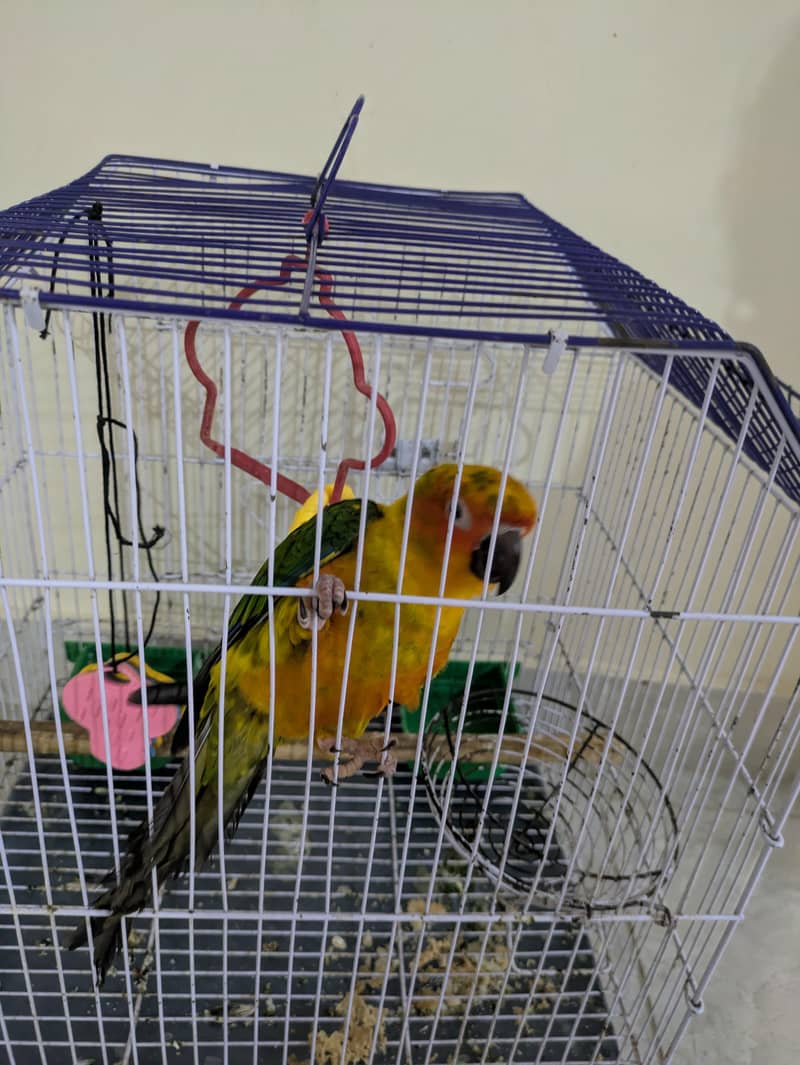 sun conure 6