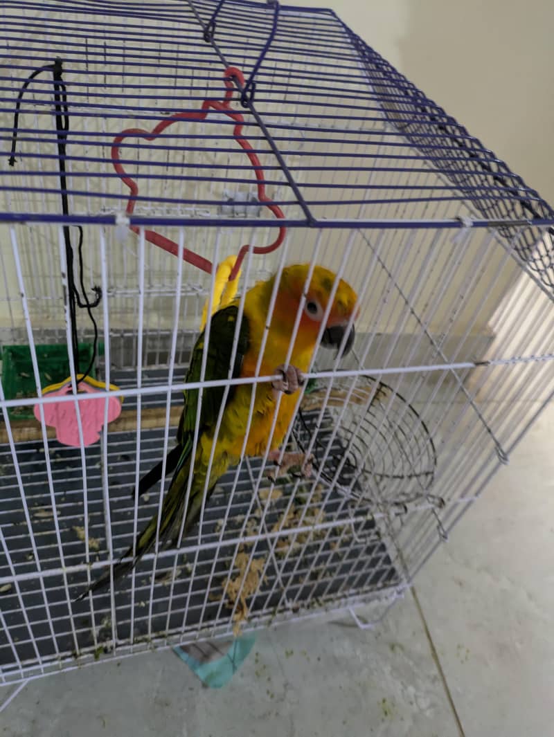 sun conure 7