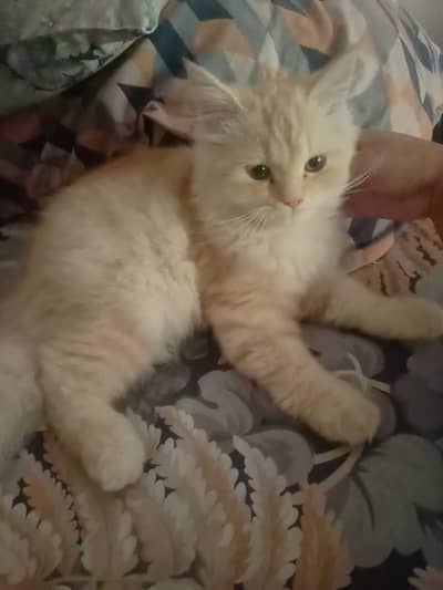 Persian cats | persian kitten | triple coated kittens for sale