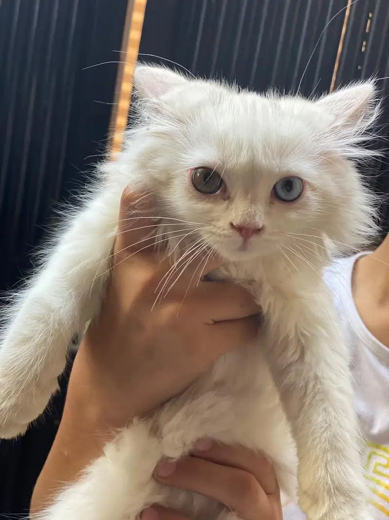sale kitten — photo 2
