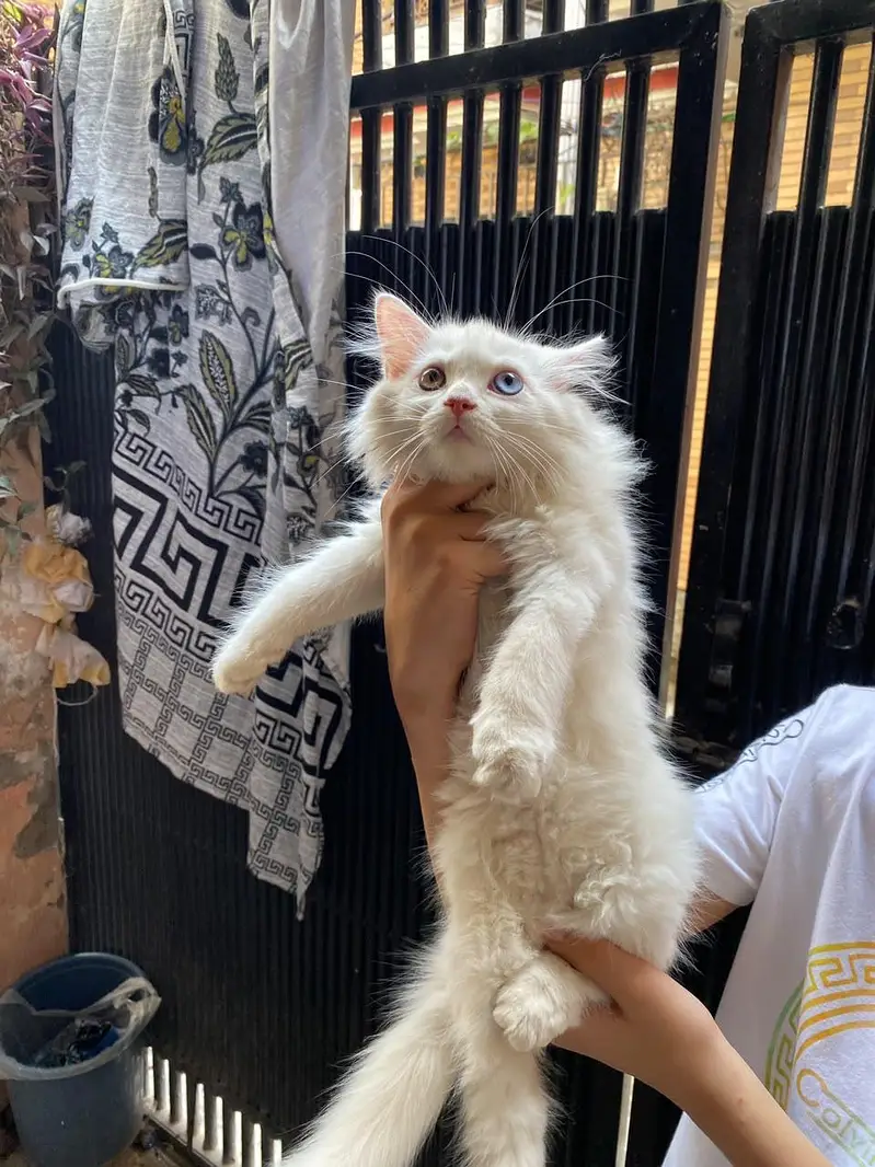sale kitten — photo 3
