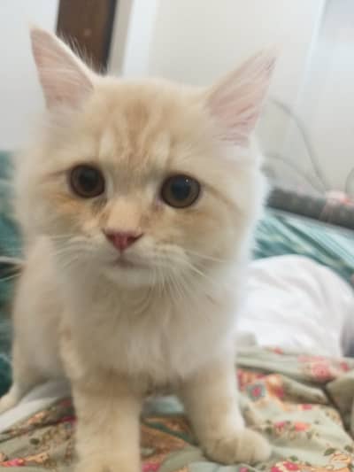 Persian kittens | doll face kittens | punch face | cats