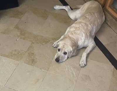 British labrador retriever for sale