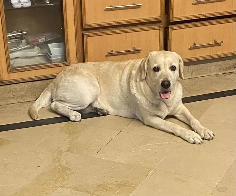 Pure breed british labrador retriever for sale — photo 2