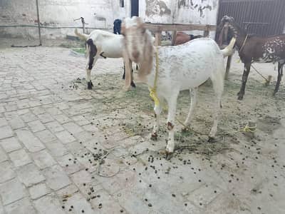 4 bakry for sell