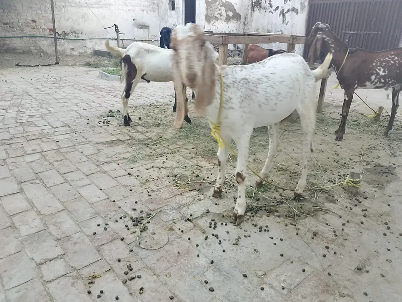 4 bakry for sell