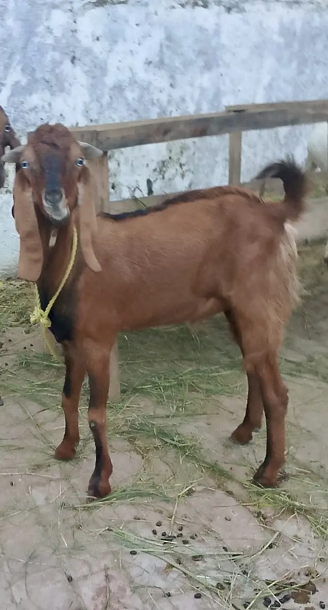 4 bakry for sell — photo 2