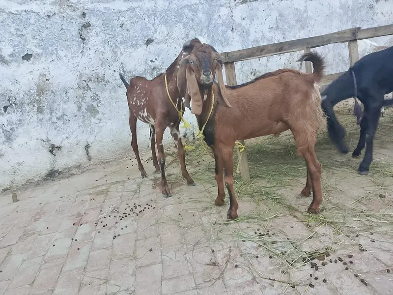 4 bakry for sell — photo 3
