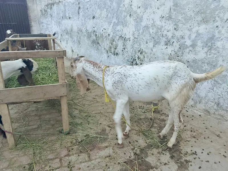 4 bakry for sell — photo 4