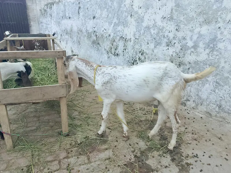 4 bakry for sell — photo 5