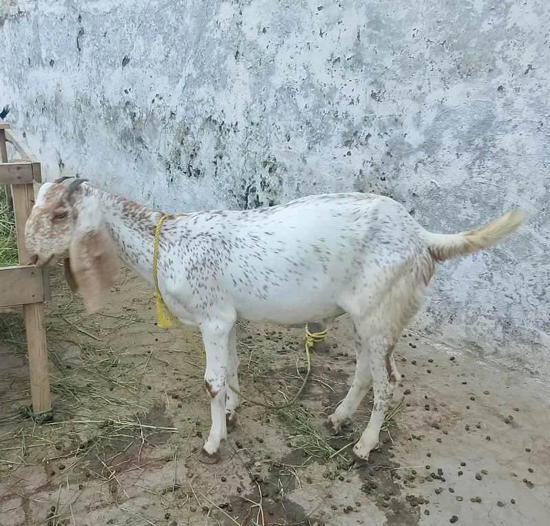 4 bakry for sell — photo 6