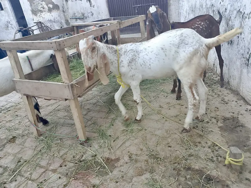 4 bakry for sell — photo 7