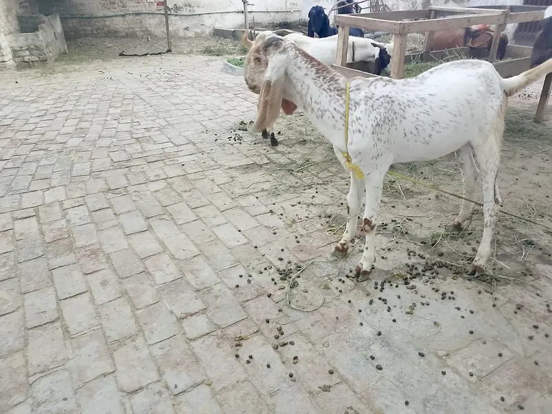 4 bakry for sell — photo 8