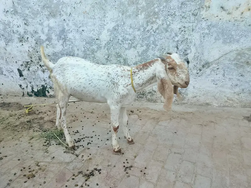 4 bakry for sell — photo 9