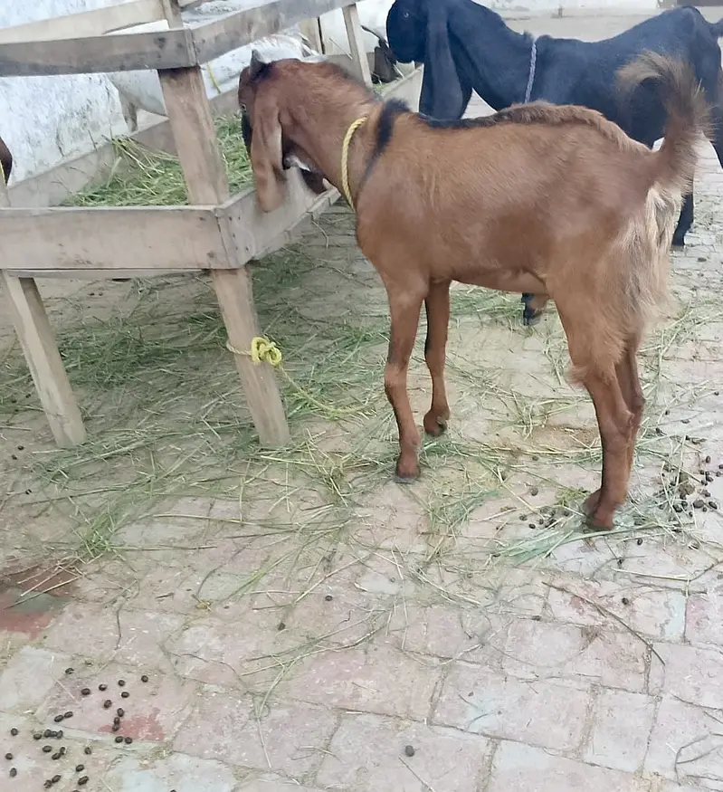 4 bakry for sell — photo 10