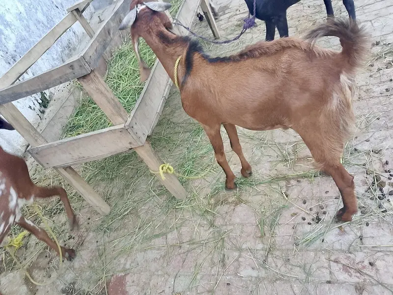 4 bakry for sell — photo 11