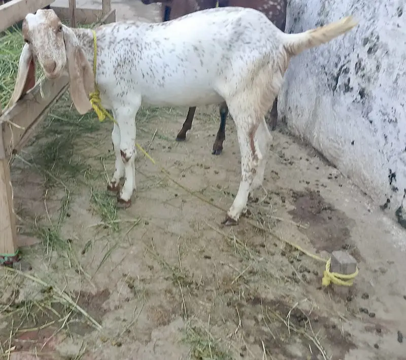 4 bakry for sell — photo 12