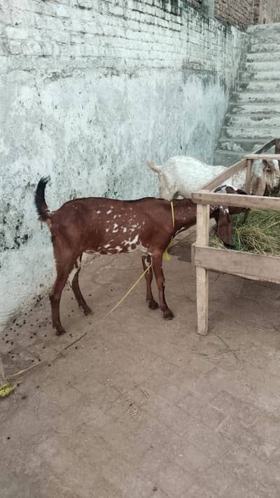2 bakry for sell