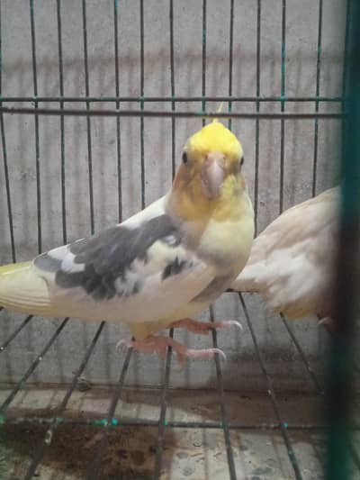 cocktail parrots for sale