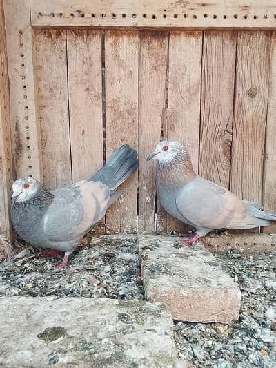Khara pair for sale