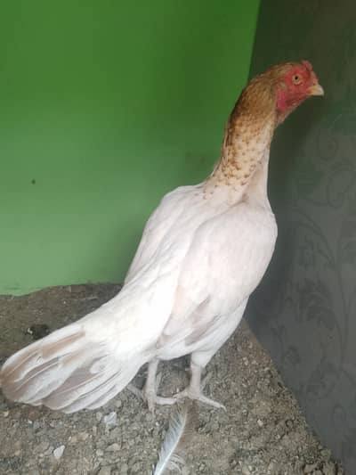 Mashallah High Quality High Price Mainwali Sontol Zero Size Madi
