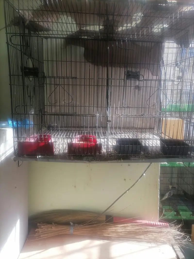 iron cage for cockatiel — photo 3