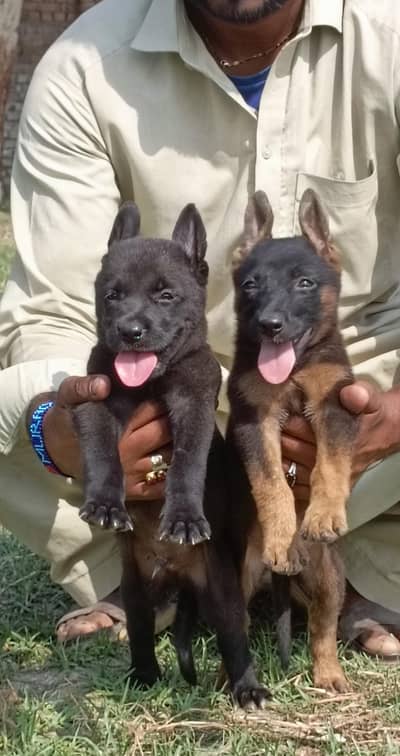Black German Shepherd long coat pair for sale