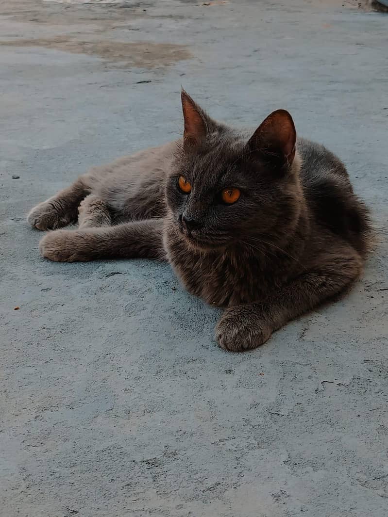 Persian cat 0