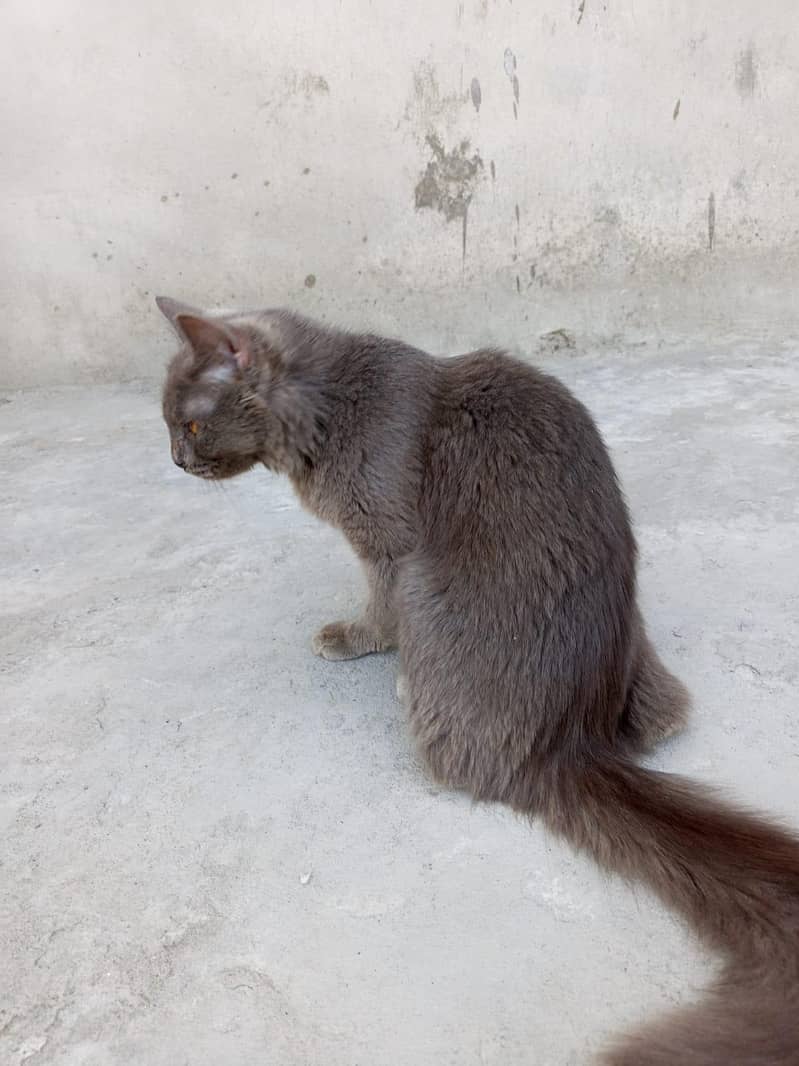 Persian cat 1