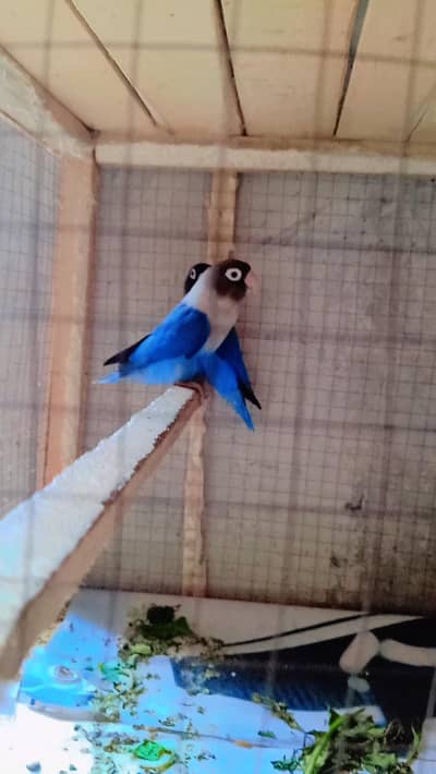 Australian Birds Pairs and Lovebirds Pairs with Cage for Sale