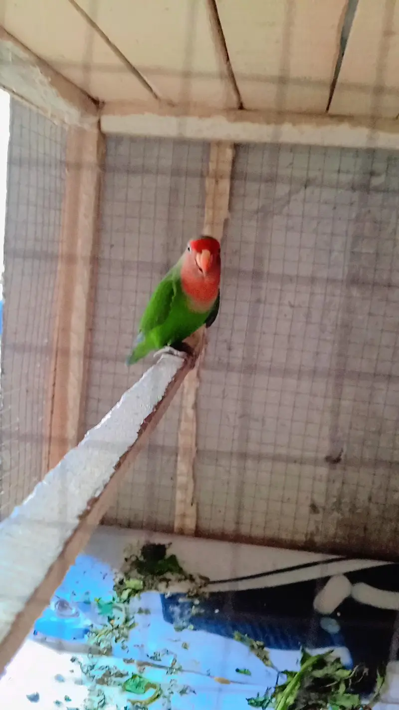 Australian Birds Pairs and Lovebirds Pairs with Cage for Sale — photo 2