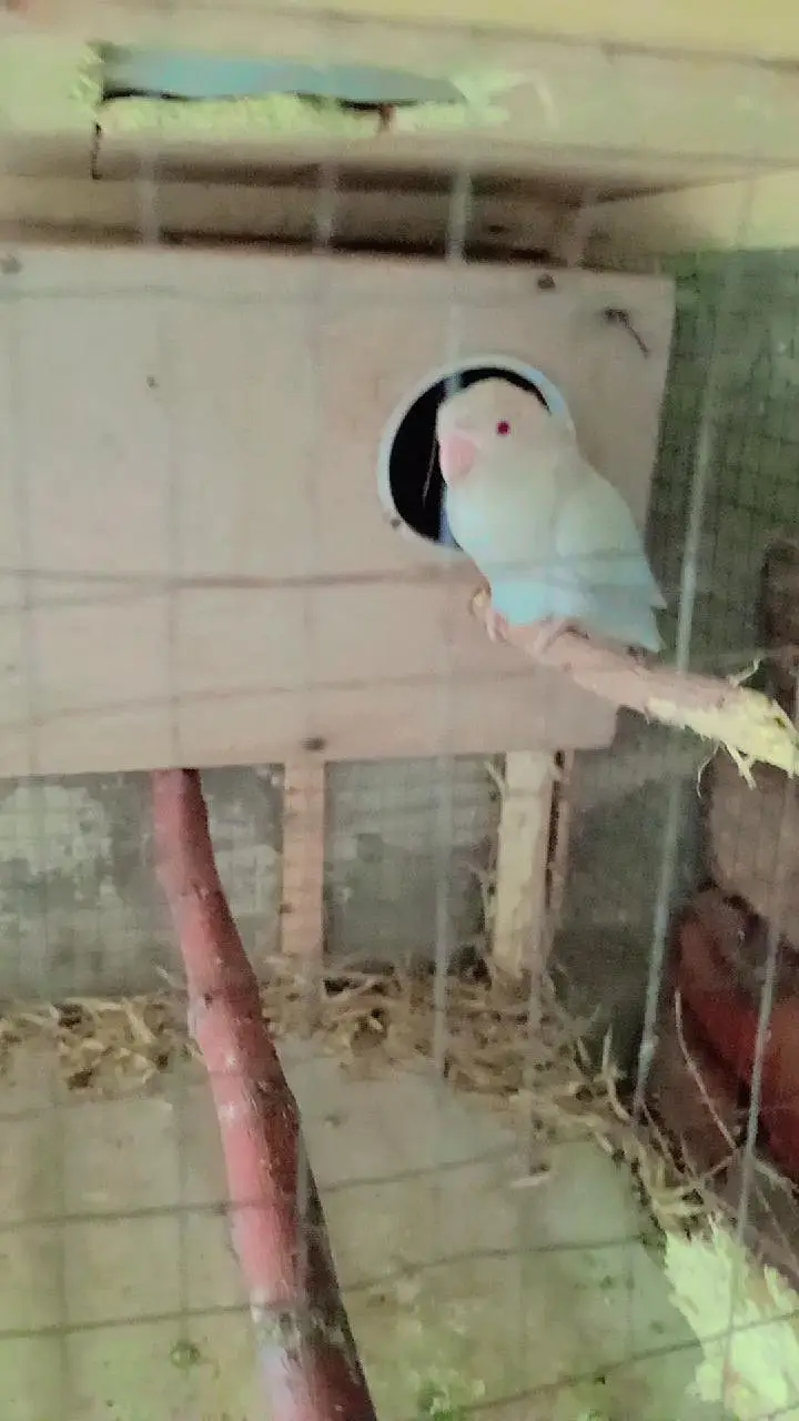 Australian Birds Pairs and Lovebirds Pairs with Cage for Sale — photo 3